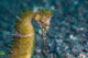 Thorny Seahorse Seafloor Lembeh Wall Decal Design 3