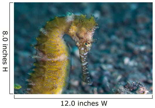 Thorny Seahorse Seafloor Lembeh Wall Decal Design 3