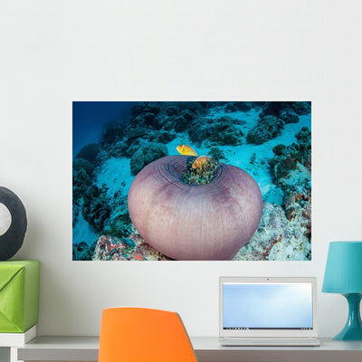 Pink Anemonefish Swim to Wall Decal Design 3 shown on a wall