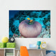 Pink Anemonefish Swim to Wall Decal Design 3