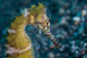 Thorny Seahorse Seafloor Lembeh Wall Decal Design 2