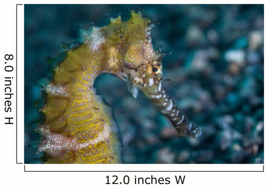 Thorny Seahorse Seafloor Lembeh Wall Decal Design 2