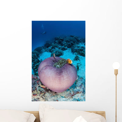 Pink Anemonefish Swim to Wall Decal Design 2 shown on a wall