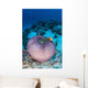 Pink Anemonefish Swim to Wall Decal Design 2