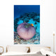 Pink Anemonefish Swim to Wall Decal Design 2