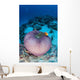 Pink Anemonefish Swim to Wall Decal Design 2