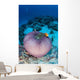 Pink Anemonefish Swim to Wall Decal Design 2