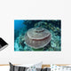 Large Table Coral Grows Wall Decal Design 1