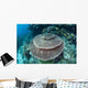 Large Table Coral Grows Wall Decal Design 1