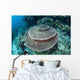 Large Table Coral Grows Wall Decal Design 1