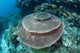 Large Table Coral Grows Wall Decal Design 1