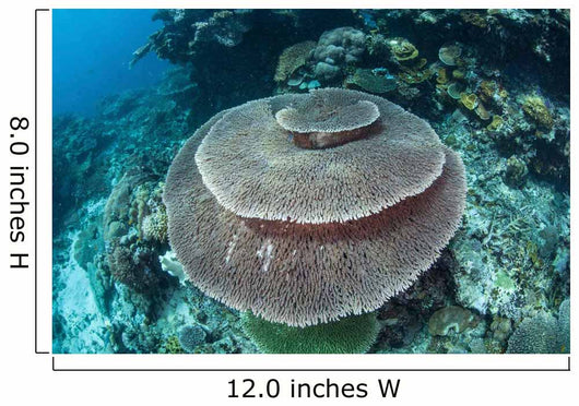 Large Table Coral Grows Wall Decal Design 1