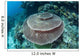 Large Table Coral Grows Wall Decal Design 1