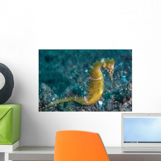 Thorny Seahorse Seafloor Lembeh Wall Decal Design 1