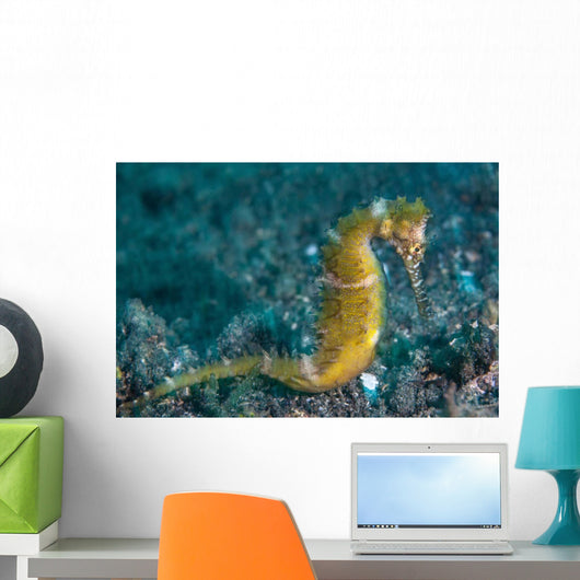 Thorny Seahorse Seafloor Lembeh Wall Decal Design 1