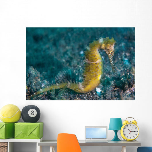 Thorny Seahorse Seafloor Lembeh Wall Decal Design 1