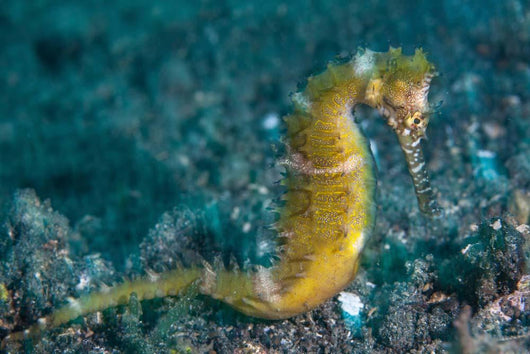 Thorny Seahorse Seafloor Lembeh Wall Decal Design 1