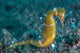 Thorny Seahorse Seafloor Lembeh Wall Decal Design 1