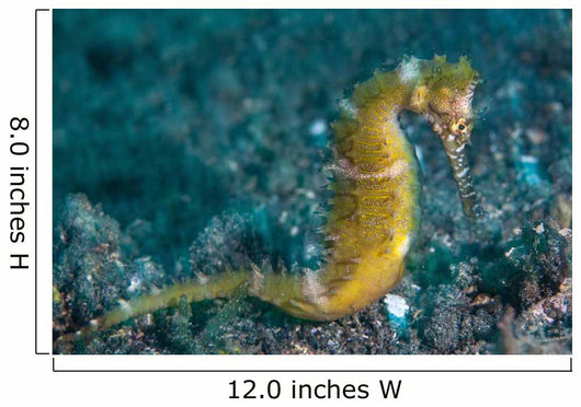 Thorny Seahorse Seafloor Lembeh Wall Decal Design 1
