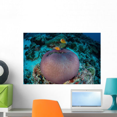 Pink Anemonefish Swim to Wall Decal Design 1 shown on a wall