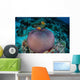 Pink Anemonefish Swim to Wall Decal Design 1