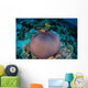 Pink Anemonefish Swim to Wall Decal Design 1