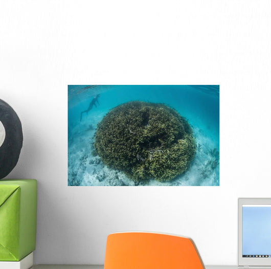 Snorkeler Explores Shallow Lagoon Wall Decal Design 3