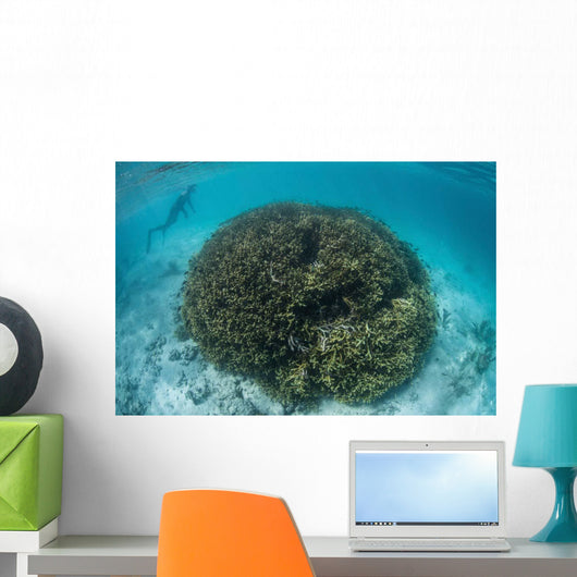 Snorkeler Explores Shallow Lagoon Wall Decal Design 3