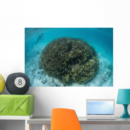 Snorkeler Explores Shallow Lagoon Wall Decal Design 3