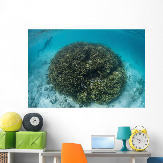 Snorkeler Explores Shallow Lagoon Wall Decal Design 3