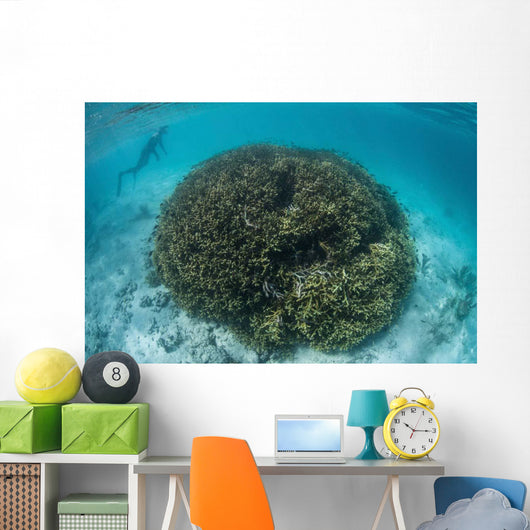 Snorkeler Explores Shallow Lagoon Wall Decal Design 3