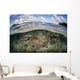 Healthy Coral Reef Grows Wall Decal Design 15