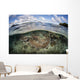 Healthy Coral Reef Grows Wall Decal Design 15