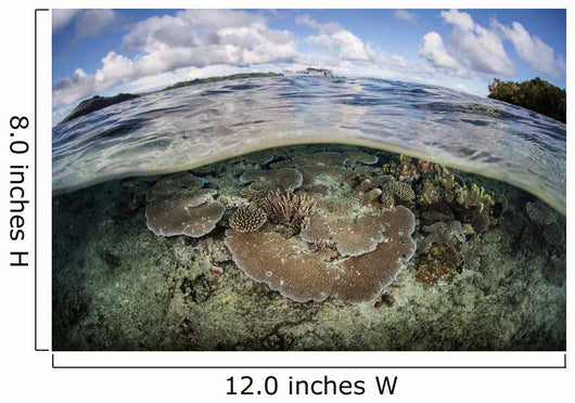 Healthy Coral Reef Grows Wall Decal Design 15