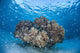 Cardinalfish Surround Coral Bommie Wall Decal