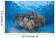 Cardinalfish Surround Coral Bommie Wall Decal