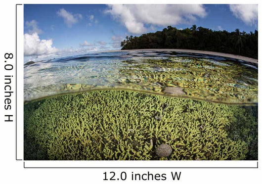 Healthy Coral Reef Grows Wall Decal Design 14