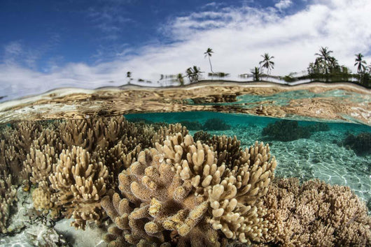 Healthy Coral Reef Grows Wall Decal Design 13