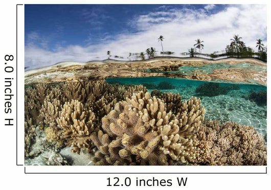 Healthy Coral Reef Grows Wall Decal Design 13