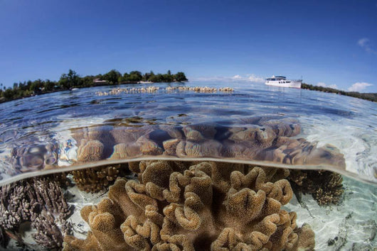 Leather Corals Grow Shallow Wall Decal