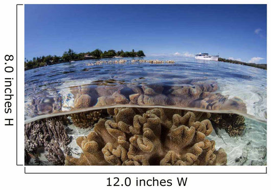 Leather Corals Grow Shallow Wall Decal