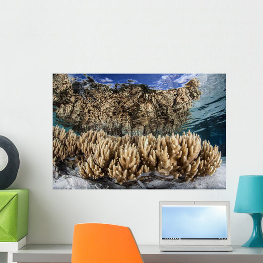 Soft Leather Corals Grow Wall Decal Design 4