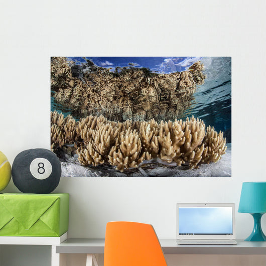 Soft Leather Corals Grow Wall Decal Design 4