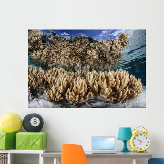 Soft Leather Corals Grow Wall Decal Design 4