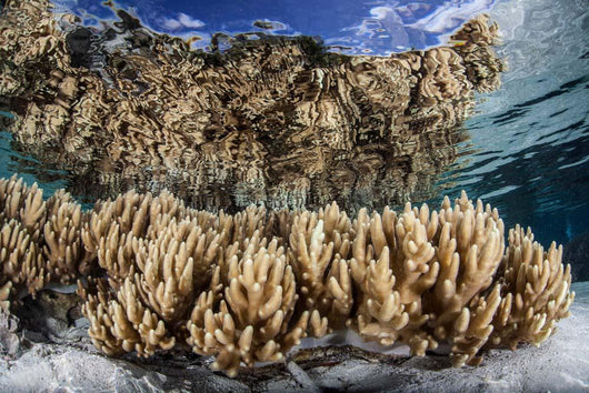 Soft Leather Corals Grow Wall Decal Design 4