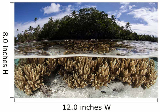 Soft Leather Corals Grow Wall Decal Design 2