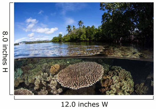 Healthy Coral Reef Grows Wall Decal Design 12