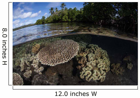Healthy Coral Reef Grows Wall Decal Design 11