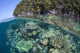 Healthy Coral Reef Grows Wall Decal Design 10