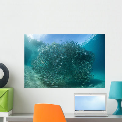 Large School Scad Solomon Wall Decal Design 4 shown on a wall